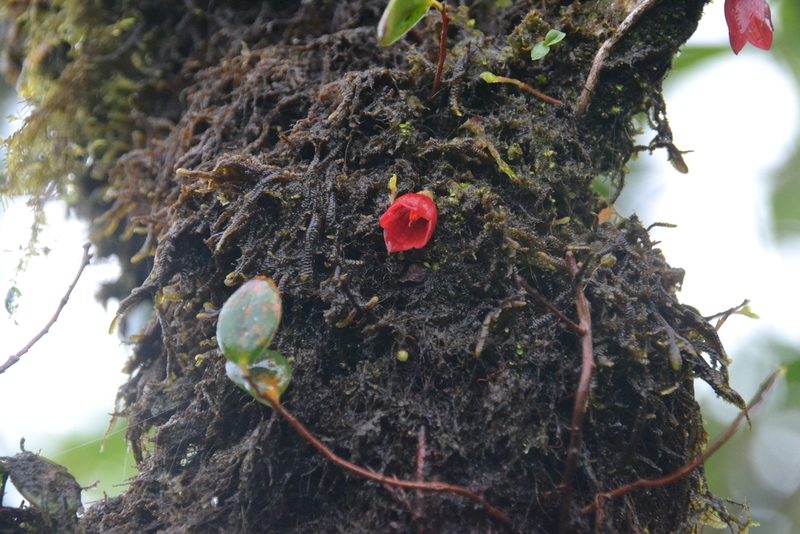 Sphyrospermum dissimile, photographed by Letizia Weichgrebe