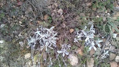 Sideritis taurica, photographed by Михаил Орлов