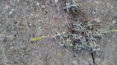 Sideritis taurica, photographed by Михаил Орлов