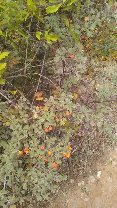 Crataegus orientalis, photographed by Михаил Орлов