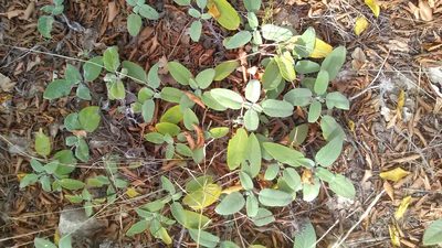 Salvia tomentosa, photographed by Михаил Орлов