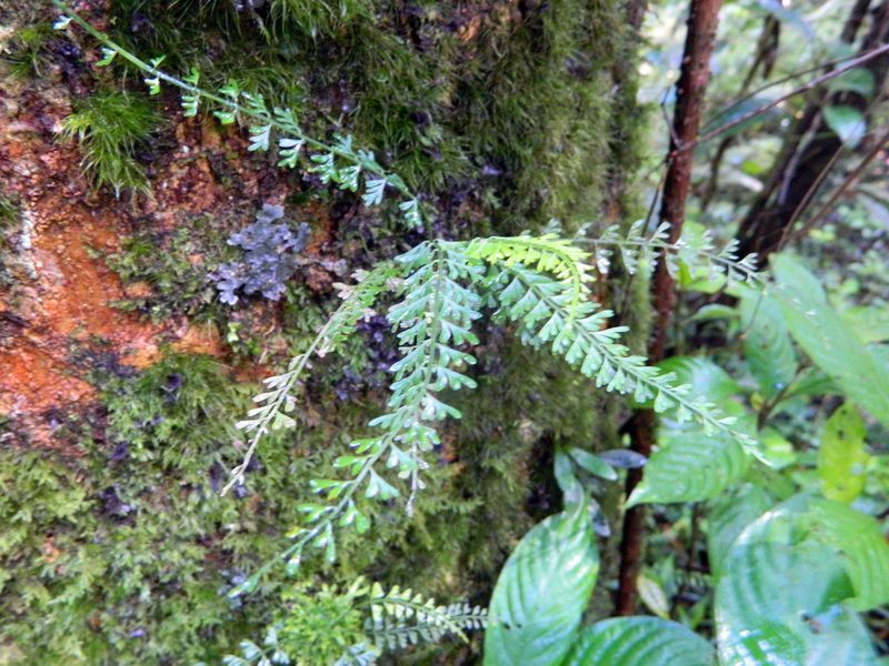 Asplenium dregeanum, photographed by Louis Imbeau