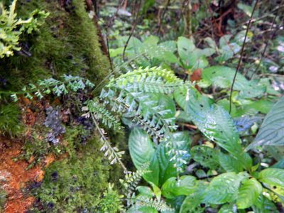 Asplenium dregeanum, photographed by Louis Imbeau