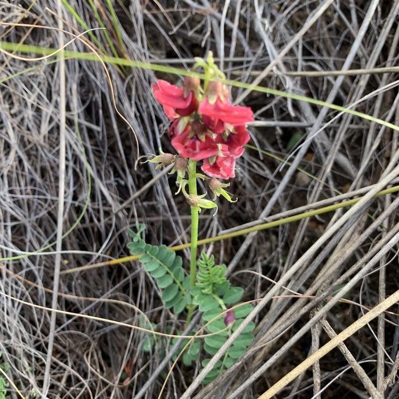 Lessertia capensis, photographed by Matthew Fainman