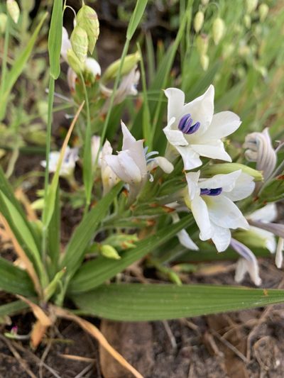 Babiana nervosa, photographed by Matthew Fainman