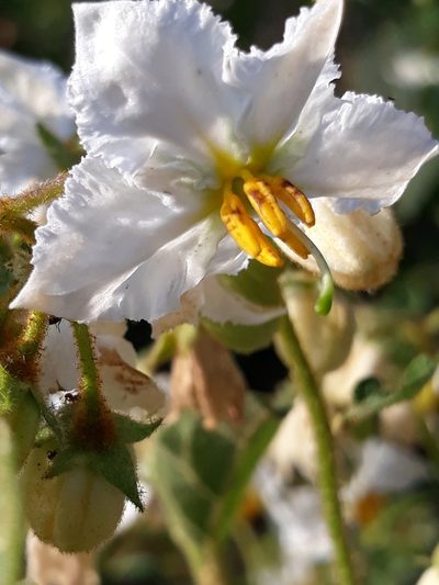 Solanum guaraniticum, photographed by Edson Luis Fabro Gasperin