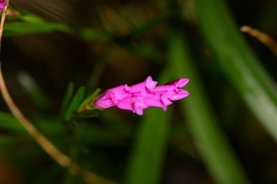 Isochilus latibracteatus, photographed by Neptalí Ramírez Marcial