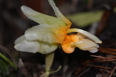 Stanhopea saccata, photographed by Neptalí Ramírez Marcial