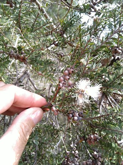 Melaleuca cheelii, photographed by Tony van Kampen