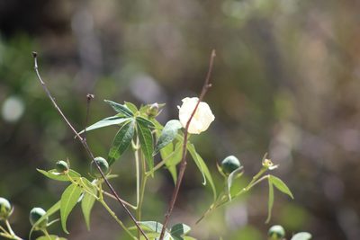 Gossypium thurberi, photographed by Eliseo D Moreno