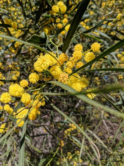 Acacia retinodes, photographed by Cobi Calyx