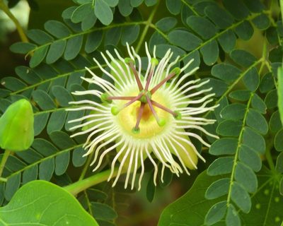 Passiflora mexicana, photographed by Francisco Farriols Sarabia
