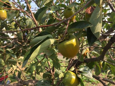 Diospyros kaki, photographed by Kim, Hyun-tae