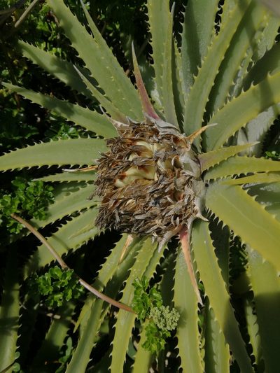 Ochagavia litoralis, photographed by Matias Adolfo González Tobar