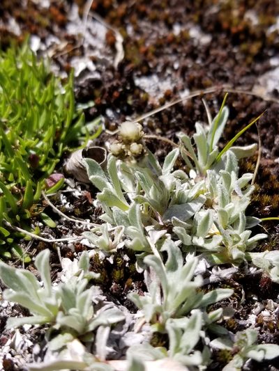 Antennaria media, photographed by Rod