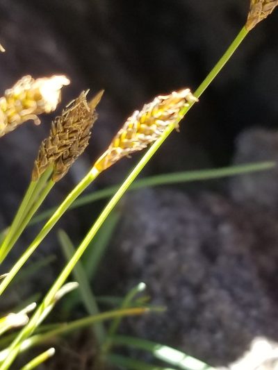 Carex micropoda, photographed by Rod