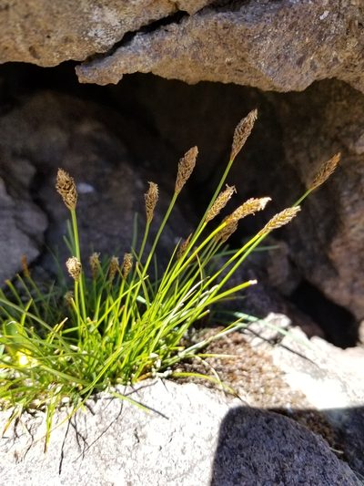 Carex micropoda, photographed by Rod
