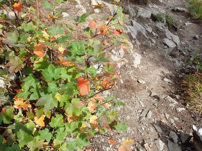 Ribes acerifolium, photographed by John Brew