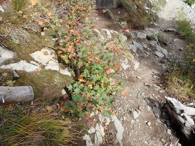 Ribes acerifolium, photographed by John Brew