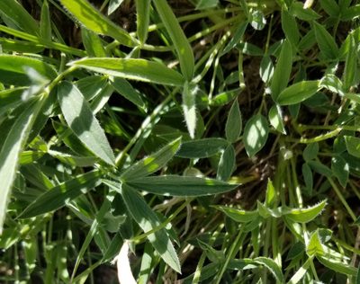 Trifolium attenuatum, photographed by Rod