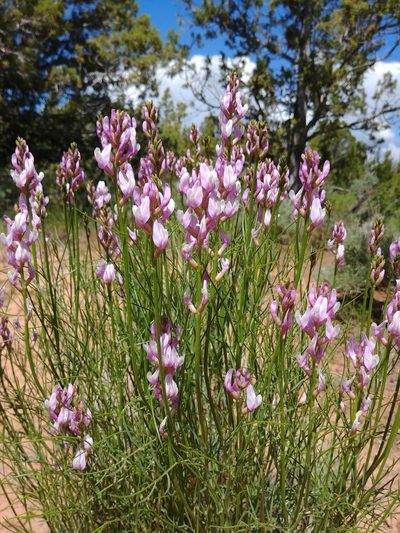 Astragalus toanus, photographed by Logan J.L. Bradley