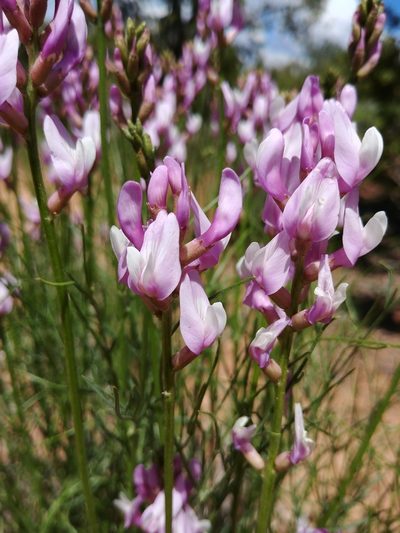 Astragalus toanus, photographed by Logan J.L. Bradley