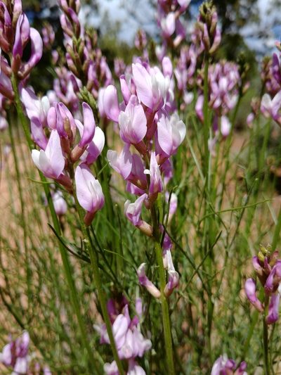 Astragalus toanus, photographed by Logan J.L. Bradley