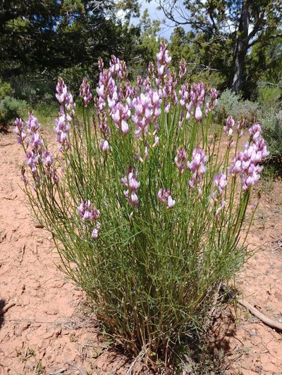 Astragalus toanus, photographed by Logan J.L. Bradley