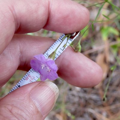 Agalinis gattingeri, photographed by Laura Clark