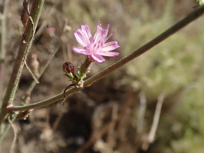 Stephanomeria virgata, photographed by joergmlpts