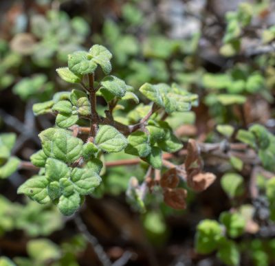 Clinopodium chandleri, photographed by Jesse Rorabaugh
