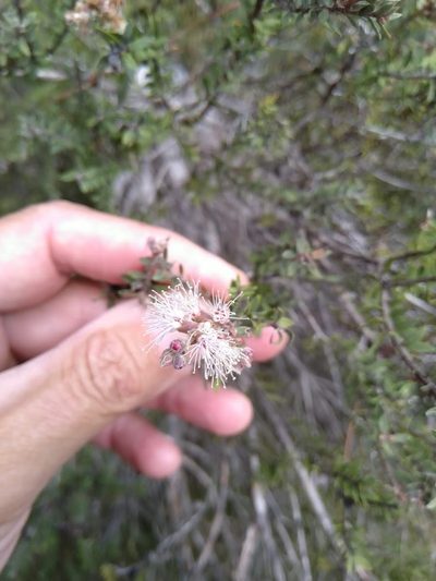 Melaleuca cheelii, photographed by Tony van Kampen