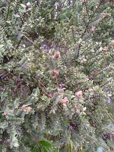 Melaleuca cheelii, photographed by Tony van Kampen