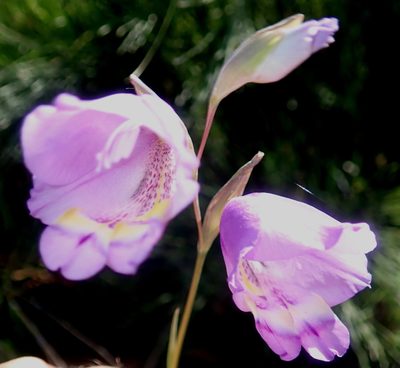 Gladiolus rogersii, photographed by Di Turner