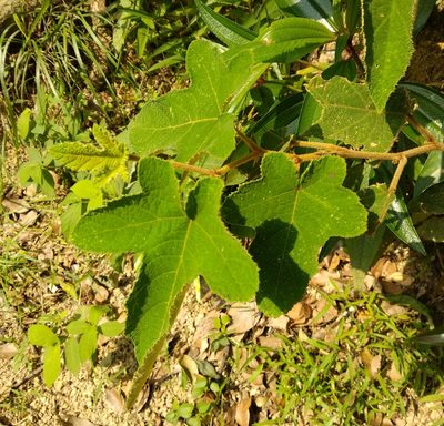 Rubus reflexus, photographed by portioid