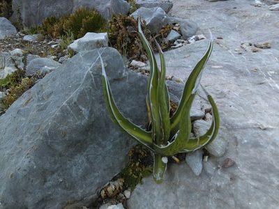 Agave albomarginata, photographed by Jose Antonio Aranda Pineda