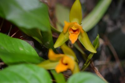 Lycaste cruenta, photographed by Neptalí Ramírez Marcial