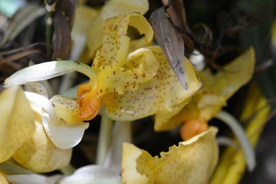 Stanhopea graveolens, photographed by Neptalí Ramírez Marcial