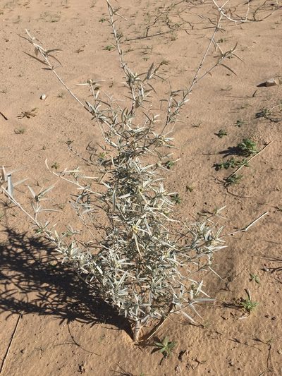 Croton wigginsii, photographed by Matt Berger