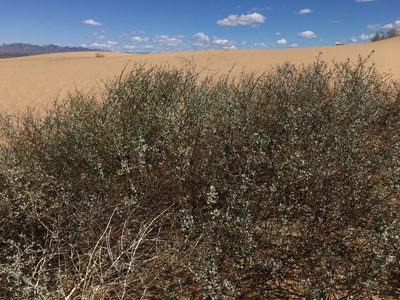 Eriogonum deserticola, photographed by Matt Berger