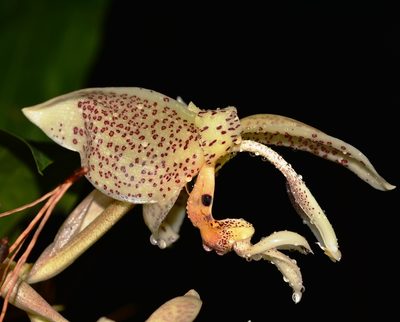 Stanhopea oculata, photographed by Neptalí Ramírez Marcial