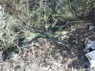 Agave brunnea, photographed by Leticia Jiménez Hernández