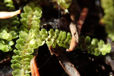 Trilophozia quinquedentata, photographed by Randal