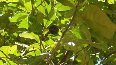 Prunus tetradenia, photographed by Neptalí Ramírez Marcial