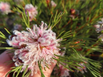 Serruria nervosa, photographed by linkie