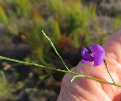 Amphithalea biovulata, photographed by linkie