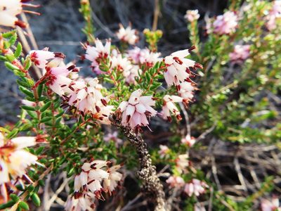 Erica interrupta, photographed by linkie