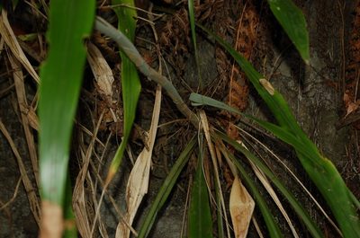 Pitcairnia recurvata, photographed by Neptalí Ramírez Marcial