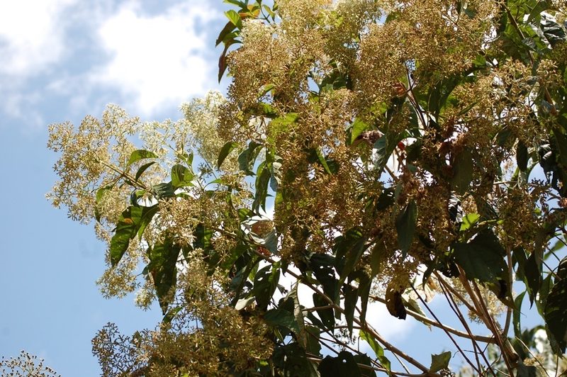 Koanophyllon pittieri, photographed by Neptalí Ramírez Marcial