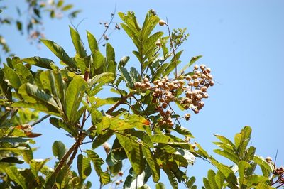 Cupania dentata, photographed by Neptalí Ramírez Marcial